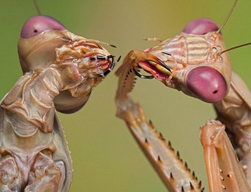 Macrofotografia de insetos que mais parecem seres alienígenas